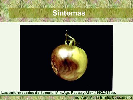 Síntomas Ing. Agr. María Emilia Cassanello Las enfermedades del tomate. Min.Agr. Pesca y Alim.1993.214pp.