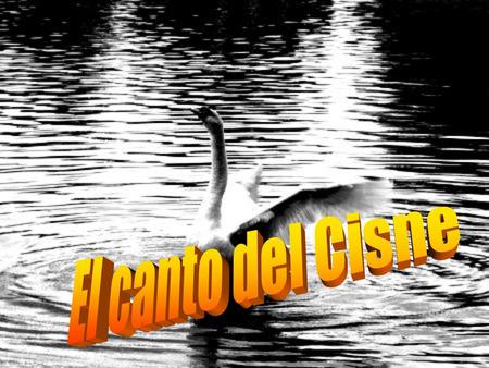 ¿Sabías por qué llamamos CANTO DEL CISNE a la última obra o actuación de una persona? Se sabe que el cisne no canta. Pero antiguamente existía la leyenda.