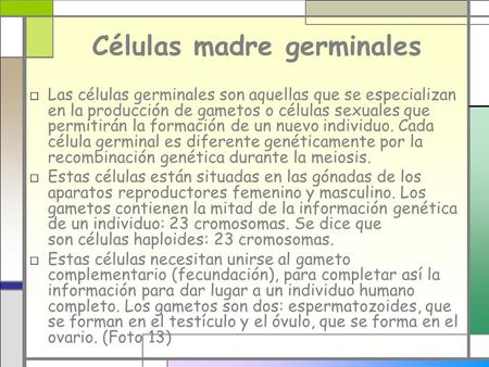 Células madre germinales