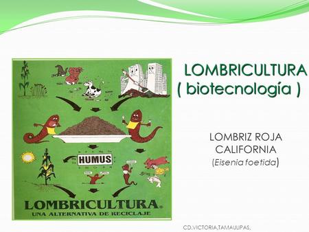 LOMBRIZ ROJA CALIFORNIA