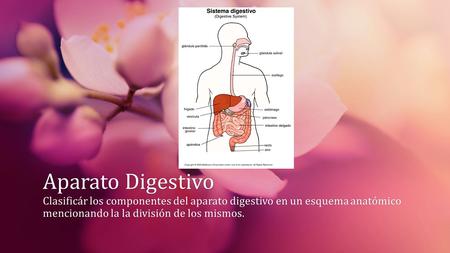 Aparato Digestivo Clasificár los componentes del aparato digestivo en un esquema anatómico mencionando la la división de los mismos.