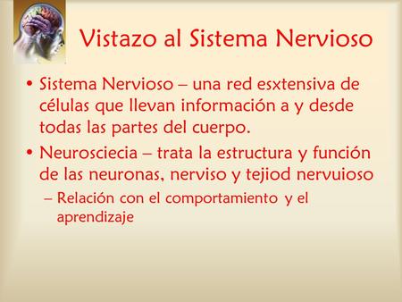 Vistazo al Sistema Nervioso