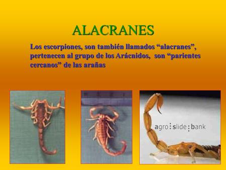 ALACRANES Los escorpiones, son también llamados “alacranes”, pertenecen al grupo de los Arácnidos, son “parientes cercanos” de las arañas.