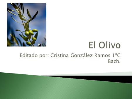 Editado por: Cristina González Ramos 1ºC Bach..  El olivo, cuyo nombre botánico es Olea Europea Sativa, pertenece a la familia de las Oleáceas y al orden.
