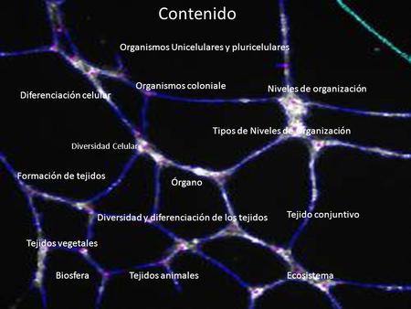 Contenido Organismos Unicelulares y pluricelulares
