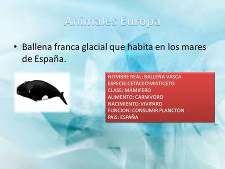 Animales Europa Ballena franca glacial que habita en los mares de España. NOMBRE REAL: BALLENA VASCA ESPECIE:CETÁCEO MISTICETO CLASE: MAMIFERO ALIMENTO: