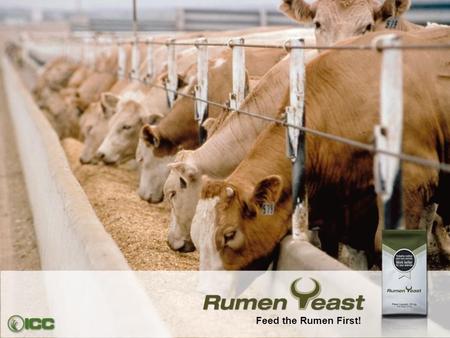 Feed the Rumen First!.