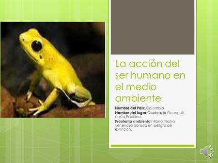 La acción del ser humano en el medio ambiente Nombre del Pais: Colombia Nombre del lugar: Quebrada Guangui/ costa Pacífica. Problema ambiental: Rana flecha.