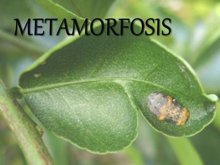 Metamorfosis.