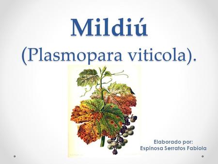 Mildiú (Plasmopara viticola).
