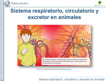 Sistema respiratorio, circulatorio y excretor en animales