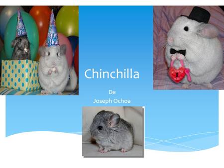 Chinchilla De Joseph Ochoa.  Chinchilla se originan en las grandes alturas de la Cordillera de los Andes en Sur America  Argentina,  Chile,  Bolivia,