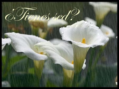 ¿Tienes sed?. Es momento de hacer conciencia sobre uno de nuestros más preciados valores, el AGUA, recurso primordial para mantener la vida. Les invitamos.