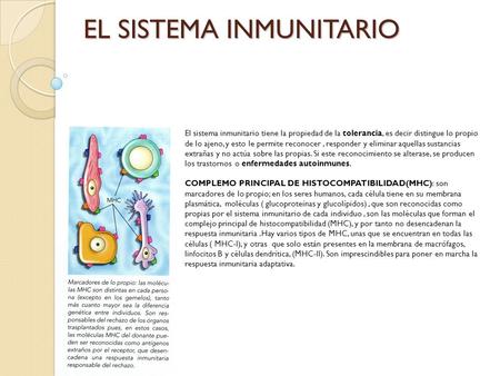 EL SISTEMA INMUNITARIO