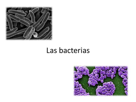 Las bacterias.
