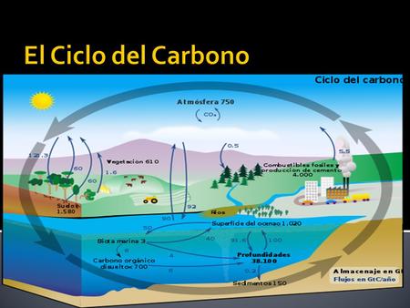 El Ciclo del Carbono.