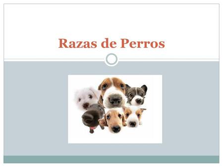 Razas de Perros.