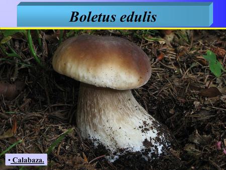 Boletus edulis Calabaza.. Calabaza. Sombrero: Pardo color calabaza, con el borde netamente más claro. Esta característica lo distingue claramente de los.
