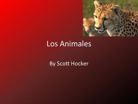 Los Animales By Scott Hocker.