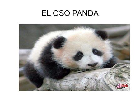 EL OSO PANDA.