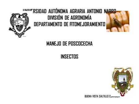 UNIVERSIDAD AUTÓNOMA AGRARIA ANTONIO NARRO DIVISIÓN DE AGRONOMÍA DEPARTAMENTO DE FITOMEJORAMIENTO MANEJO DE POSCOCECHA INSECTOS.