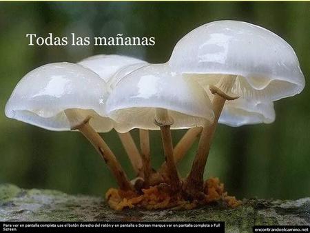 Todas las mañanas encontrandoelcamino.net Para ver en pantalla completa use el botón derecho del ratón y en pantalla o Screen marque ver en pantalla completa.