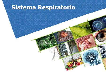 Sistema Respiratorio.