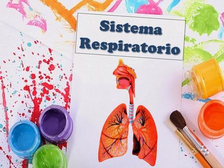 Sistema Respiratorio.