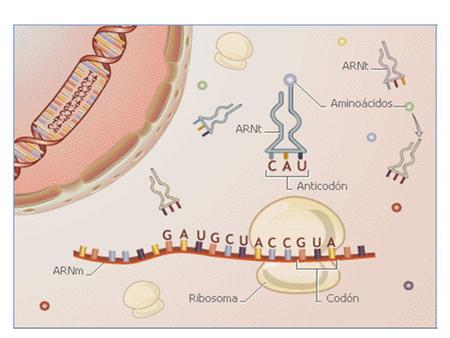 Síntesis de proteínas en eucariontes.