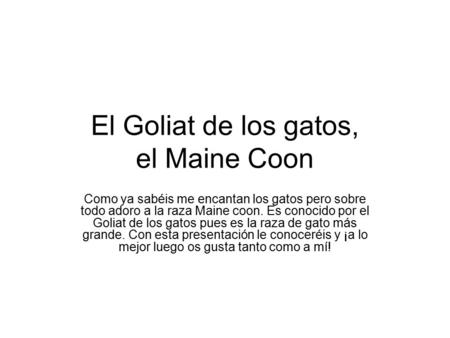 El Goliat de los gatos, el Maine Coon