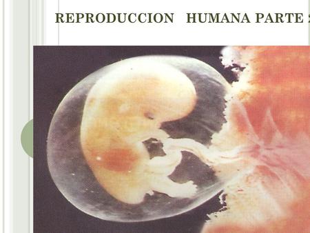 REPRODUCCION HUMANA PARTE 2. OBJETIVOS 06. SEPT Identificar etapas básicas de la fecundación. Comprender la funciones principales de la placenta. Reconocer.