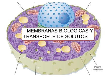 MEMBRANAS BIOLOGICAS Y TRANSPORTE DE SOLUTOS