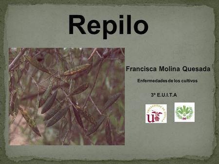 1.Etiología 2.Sintomatología y Diagnostico 3.Ciclo Biológico, Características Patológicas y Epidemiológicas Patológicas y Epidemiológicas 4. Manejo y.