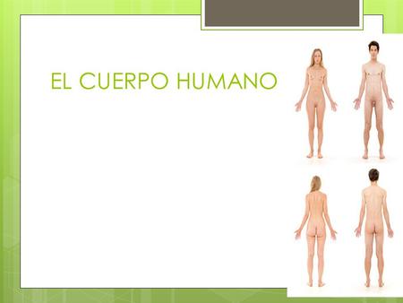 EL CUERPO HUMANO.