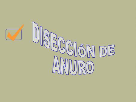 Estudio de la morfología externa del anfibio Lo tranquilizamos, para evitar su sufrimiento. narinas Oído (tímpano) boca.