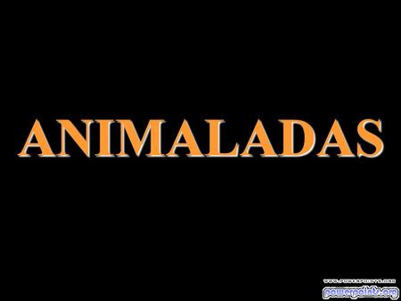 ANIMALADAS. Se enojó el petiso Dos caballos con una sola cabeza.