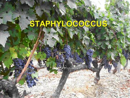 STAPHYLOCOCCUS.