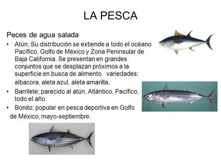 LA PESCA Peces de agua salada Atún; Su distribución se extiende a todo el océano Pacífico, Golfo de México y Zona Peninsular de Baja California. Se presentan.