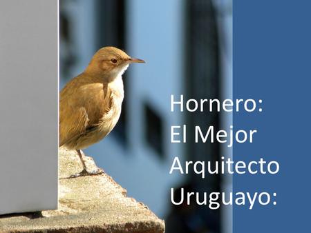 Hornero: El Mejor Arquitecto Uruguayo:.