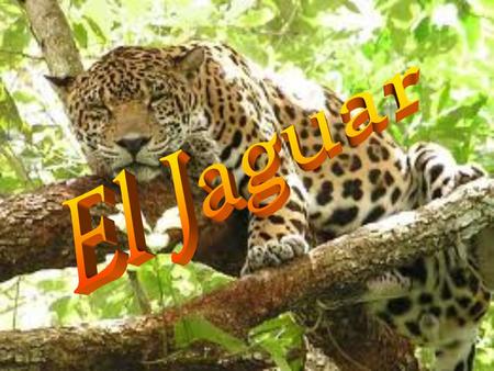 El Jaguar.
