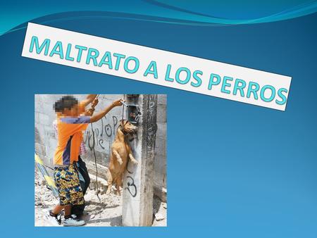 MALTRATO A LOS PERROS.
