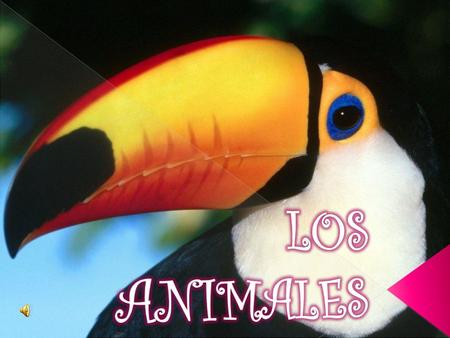 LOS ANIMALES.