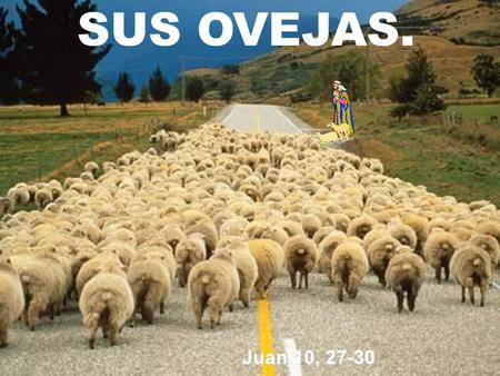 SUS OVEJAS. Juan 10, 27-30.