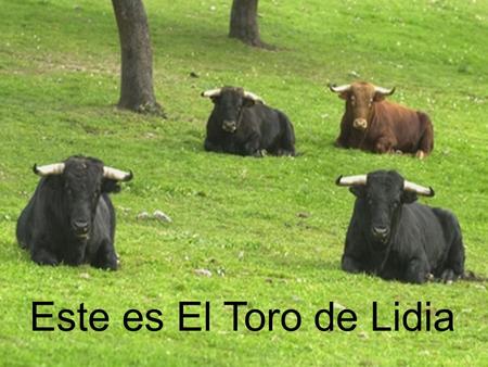 Este es El Toro de Lidia.