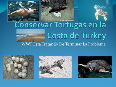 WWF Esta Tratando De Terminar La Problema. Ayudando La Problema El laguna Akyatan en la costa mediterránea en Turku es uno de los mas importante lugares.