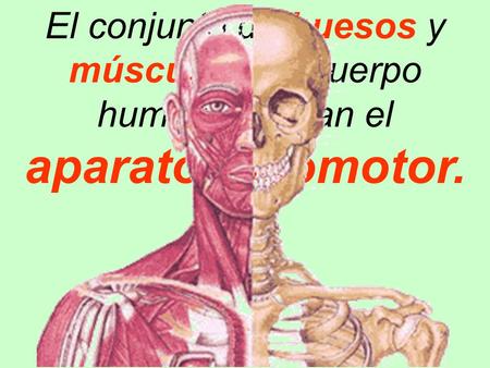 El conjunto de huesos y músculos del cuerpo humano forman el