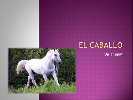 EL CABALLO Un animal.