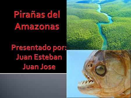 Pirañas del Amazonas Presentado por: Juan Esteban Juan Jose.
