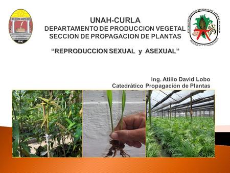 UNAH-CURLA DEPARTAMENTO DE PRODUCCION VEGETAL SECCION DE PROPAGACION DE PLANTAS “REPRODUCCION SEXUAL y ASEXUAL” 					 Ing. Atilio David.