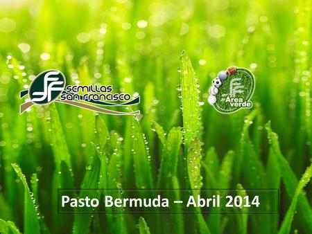 Pasto Bermuda – Abril 2014. Índice  Generalidades  Distribución  Adaptación  Tolerancia  Tipos de suelo  Métodos de propagación  Penkoted  Germinación.